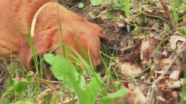 Ceket yakalı bir dachshund onu sahibine götürmek için av arıyor.