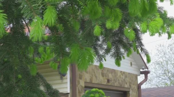 Jarum Hijau Segar Dari Pohon Natal Muda Bergoyang Dalam Angin — Stok Video