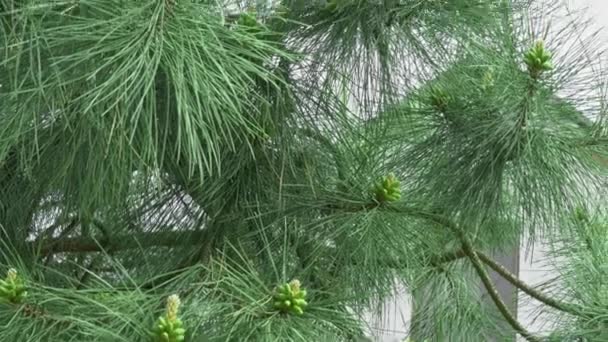 Tmavě Zelené Vánoční Strom Jehličí Kužely Hladký Snímek Video Filmový — Stock video