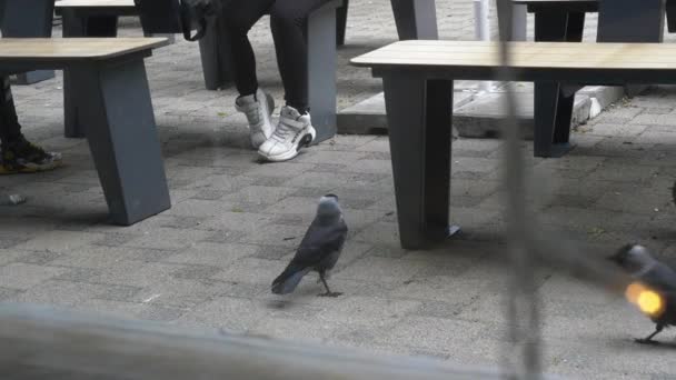 カフェの近くの鳥たちは 人々が投げかける食べ物を拾います4K水平ビデオ編集のための映画的な映像 — ストック動画
