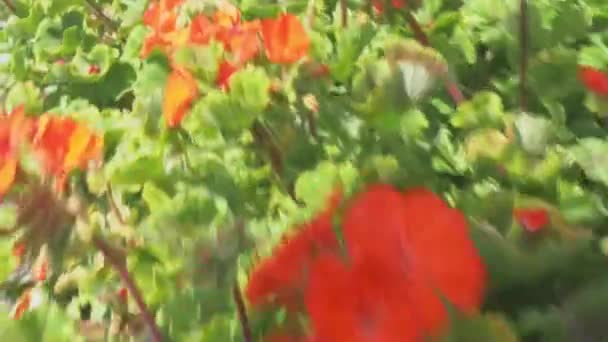 Tobogán Liso Colores Rojos Video Horizontal Filmación Cinematográfica — Vídeo de stock