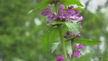 Mor çiçek boyunca kayar Çimenlerdeki en güzel saklı dünyayı görürüz