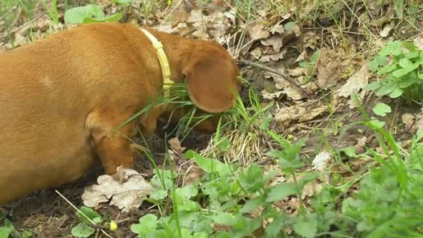 Brązowy Długi Pies Jest Zainteresowany Wykopaniem Dziury Poszukiwaniu Węża Lub — Wideo stockowe