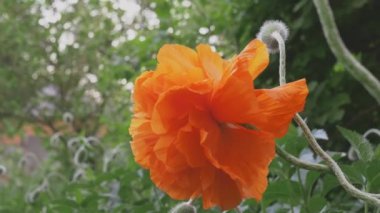 Rüzgarda sallanan kırmızı bir gelinciğin yakın çekimi. 4K yatay video