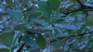 Yağmurdan sonra yapraklar rüzgarda sallanıyor. Yağmur damlalarına yakın çekim. Sinematik görüntüler. 4K video