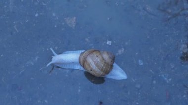 Yağmurdan sonra su birikintisinde sürünen bir salyangoz. Yukarıdan bak. Yağmur salyangozu. İnanılmaz bir hız. 4K video. Sinematik görüntüler