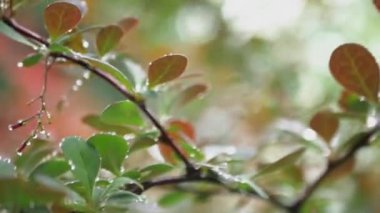 Çalıların dalları yağmurdan sonra rüzgarda güzel sallanıyor. Ağır çekimde yağmur üstüne yağmur düşüyor. Sinematik video