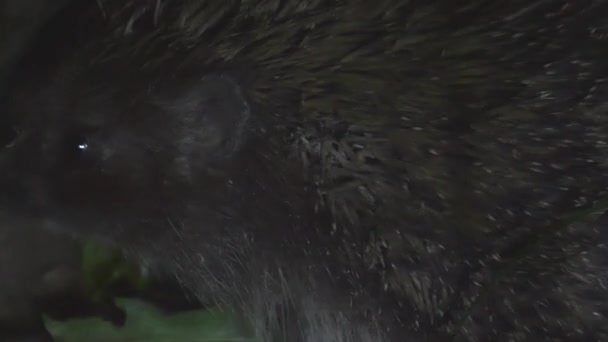 고슴도치는 먹이를 가까이 냄새를 맡으려고 활발하게 입니다 가로축 비디오 — 비디오