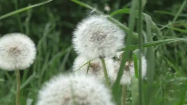 White Transparent Dandelions Blown Away Wind Translucent Dandelion Seeds Fly — Stock Video