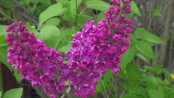 香り高い紫色のライラックの枝が風に揺れるシネマティック画像4Kビデオ — ストック動画