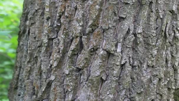 Karıncalar Ağaçta Sürünüyor Düzenleme Için Bir Karınca Yuvası Yatay Video — Stok video