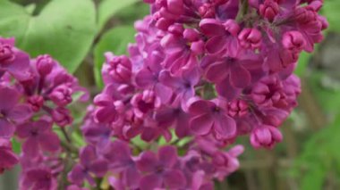 Taze mor leylak dalında pürüzsüz kayma Sinematik resim 4k yatay video