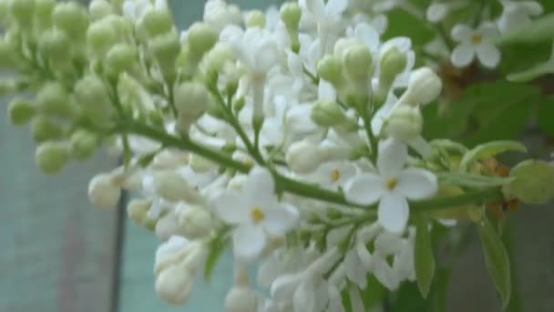 Lilas Blanc Doux Avec Centre Jaune Oscillant Dans Vent Close — Video