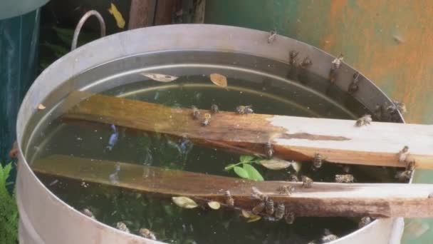 蜜蜂坐在一块倒在水里的木头上 蜜蜂在一个水坑里 — 图库视频影像