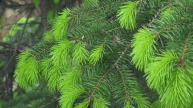 Bir Noel ağacının yeşil iğneleri üzerine yakın plan slayt 4k yatay video sinematik görüntü