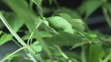 Gece bir ağacın yaprakları üzerinde ışık efekti 4k düzenleme için sinematik görüntüler