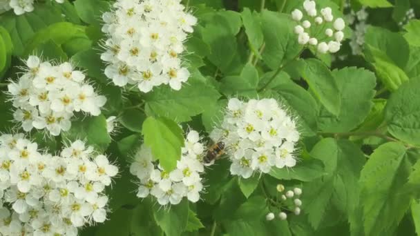 Pszczoła Zbiera Nektar Białych Kwiatów Ogrodzie Video Film — Wideo stockowe