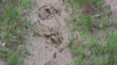 Kırmızı bir dachshund köpeği, ağzını açmış, dağa doğru koşar. Avlanmak için. 4K yatay video