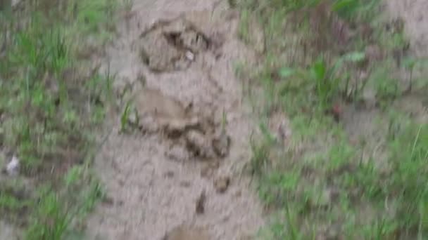 一只红色的腊肠狗张开嘴 跑上山 捕猎猎物 4K水平视频 — 图库视频影像