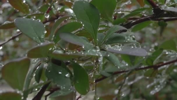 Σταγόνες Από Κοντά Κρέμονται Όμορφα Στα Φύλλα Ενός Πράσινου Φυτού — Αρχείο Βίντεο