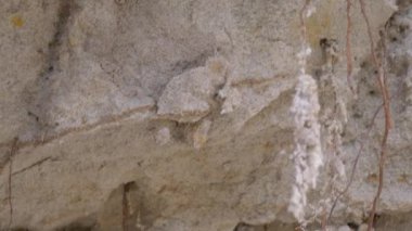 Ağaçların kökleri taş ocağındaki kum mağarasının tavanından sarkıyor. 4K manzara videosu