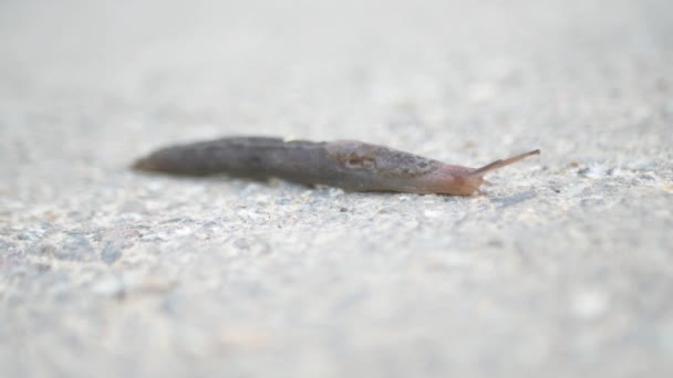Large Slippery Worm Crawls Asphalt Road Video Resolution Horizontal — Stock Video