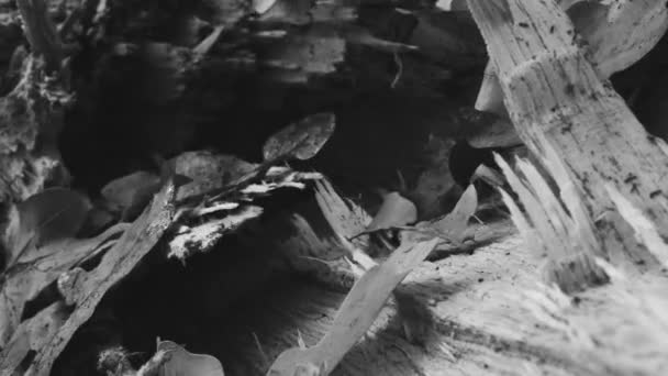 木の葉が木の切断されたトランクに落ちる クローズアップ ブラックホワイトシューティング 自然を守る ロギング 4K解像度について シネマティック ビデオ — ストック動画