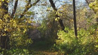 Sonbahar orman yolu. Bir film için samimi bir sahne. Güçlü rüzgarlar ağaçlardan ve çalılardan yaprakları koparır. Güneşli bir gün. 4k Sinematik Video