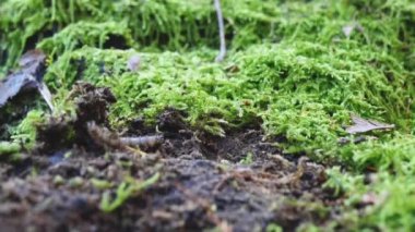 Kamera, kütüklerdeki yosunların altında yaşayan bir böceği takip ediyor. El kamerasıyla ateş edilmiş. 4k nesnesini yatay, atmosferik videoyu takip et