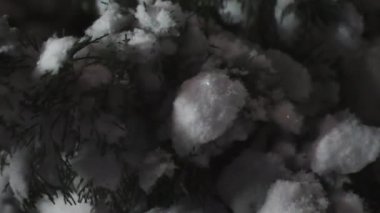 Işıkta parıldayan karlarla kaplı bir dal ışıkla oynuyor. 4K Yatay Video