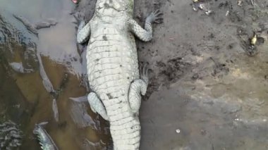 Alegator çamurdaki bir göletin kıyısında yatıyor. Vahşi yaşam