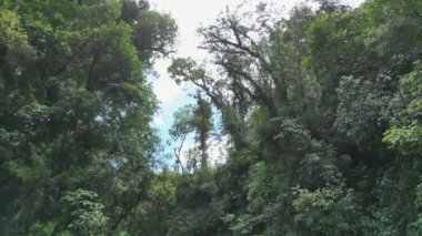 Göz kamaştırıcı bir ormanda, güneşli bir şelale huzur vahası yaratarak güneşlenir.