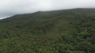 Drone ormanın üzerinde uçuyor. Sis. 4K Video