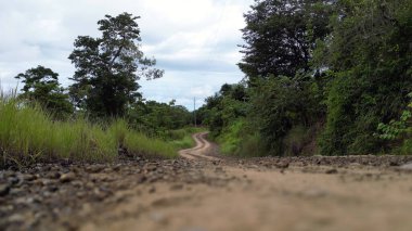 Çevrede canlı ağaçlar ve çeşitli bitkilerle dolu güzel yemyeşil bir orman boyunca toprak bir yol esiyor.