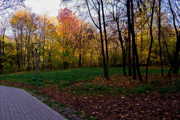 Drzewa Żółtymi Liśćmi Parku — Zdjęcie stockowe
