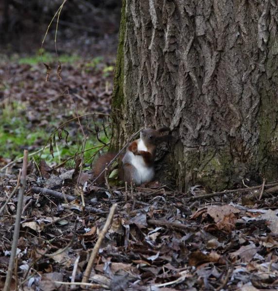 Parktaki ağacın yanındaki sincap.