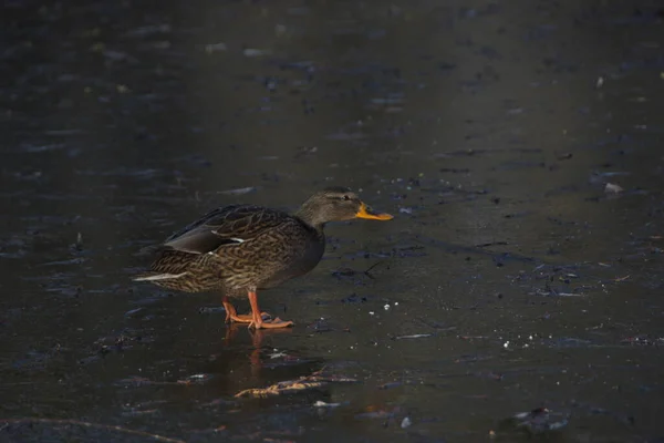 Duck walks on ice on the lake