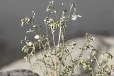 Beyaz kabarık tohumlu yabani bitki güneş ışığına yakın.