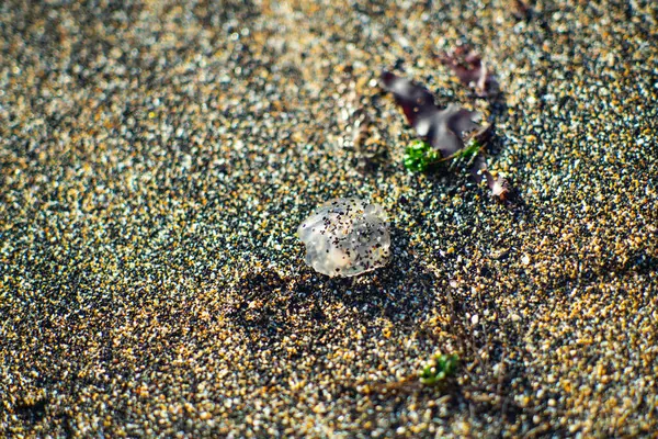 Şeffaf denizanası kumlu sahilde kıyıya vurmuş.