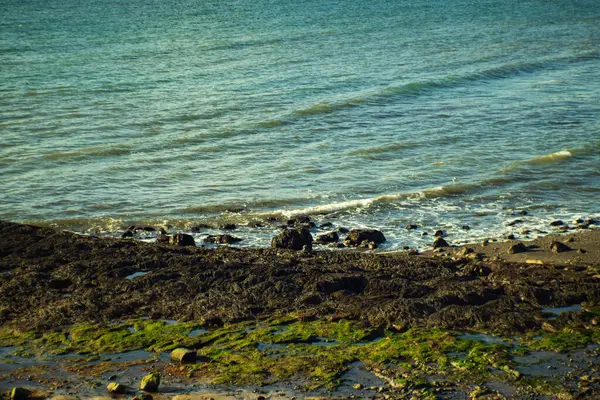 Deniz yosunu ve dalgalarla Rocky İzlanda kıyıları