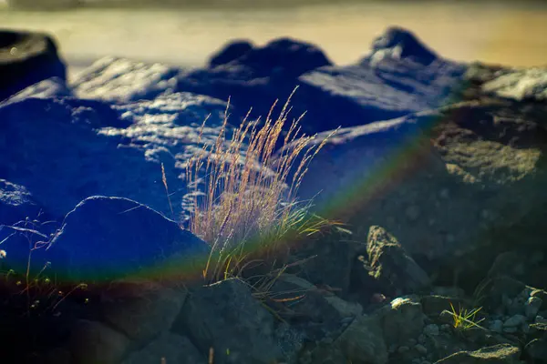 Kıyı kayaları arasında gökkuşağı ışığıyla yetişen yabani otlar.