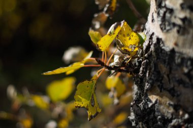 Ağaç gövdesindeki sarı sonbahar yaprakları