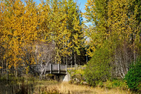 Sonbahar ormanında, sarı ağaçlı ahşap köprü.