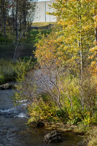Nehir kıyısında sarı yapraklı sonbahar ağaçları