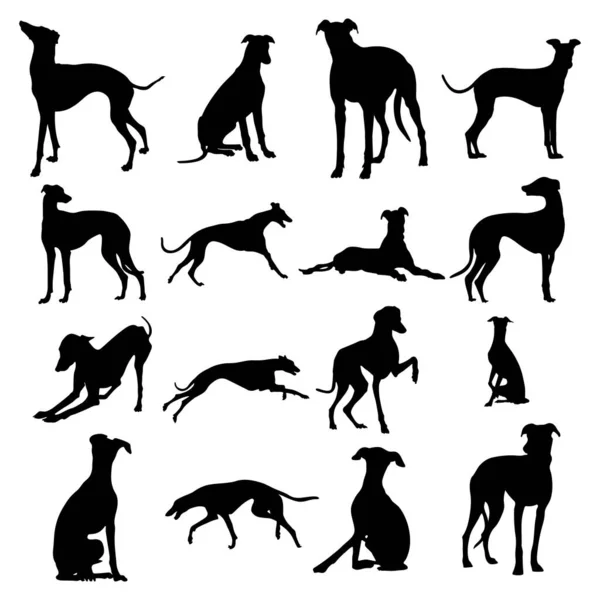 Greyhound Dog Silhouettes Greyhound Dog Animal Silhouette Collection — Stock Vector