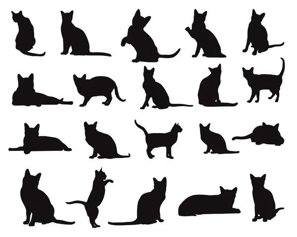 Korat Gato Silhuetas Animais Gatos Coleção Silhueta —  Vetores de Stock