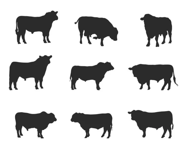 stock vector Aberdeen angus silhouettes , Aberdeen angus silhouette set