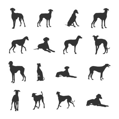 Azawakh dog silhouettes, Azawakh silhouette, Azawakh dog SVG, Azawakh dog vector 
