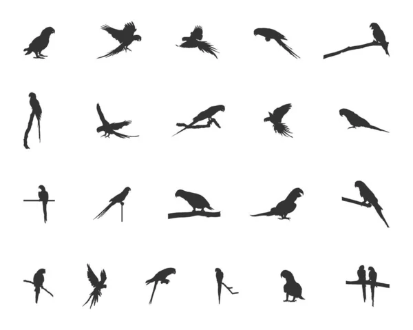 Silhouette Pappagalli Vettore Pappagallo Silhouette Uccelli Pappagallo Svg Set Icona — Vettoriale Stock