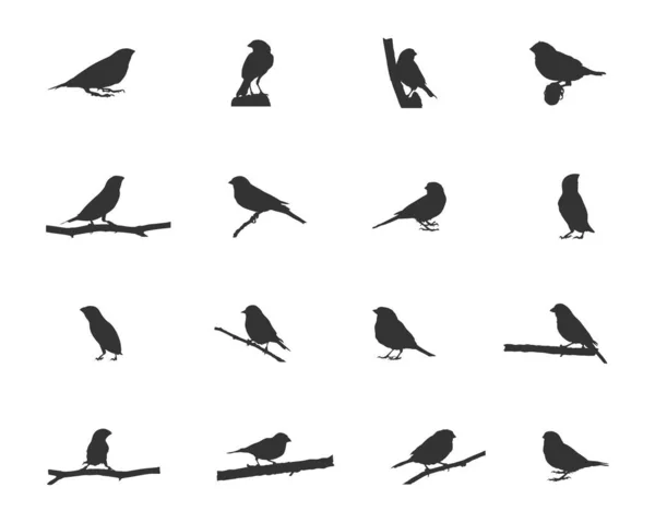 Finch Siluett Finch Fåglar Siluett Finch Svg Finch Vektor Illustration — Stock vektor